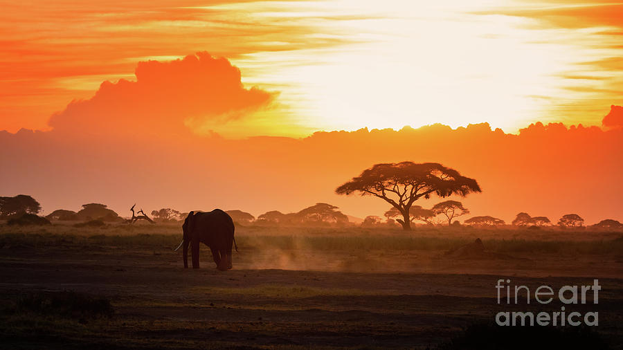 Lone elephant walking through Amboseli at sunset Photograph by Jane Rix