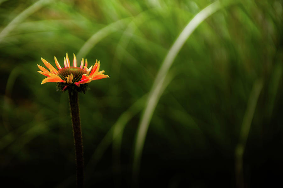 Lone Flower Photograph by Christopher Maxum