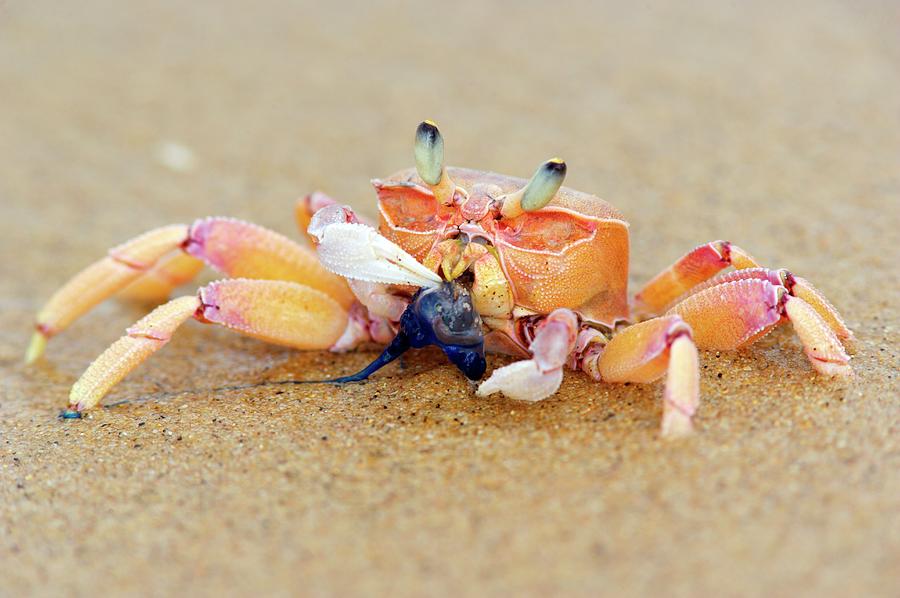 Lone Ghost Crab Eating A Blue Bottle Photograph by Heinrich Van Den Berg