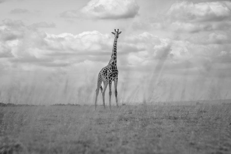 Lone Giraffe Photograph by Ali Khataw
