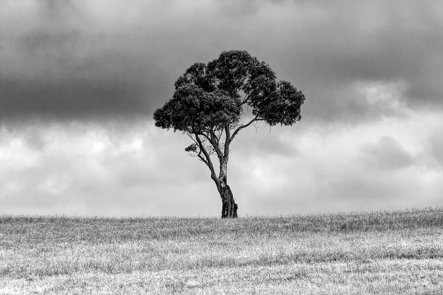 Lone Gum Tree BW Photograph by Bj S