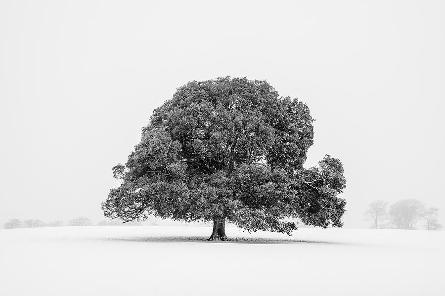 Lone Holm Oak Tree In Snow, Somerset, Uk Photograph by Nick Cable