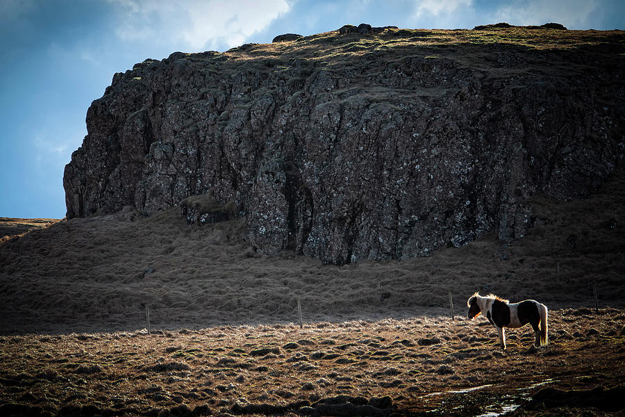 Lone Horse in Iceland Photograph by Kathryn McBride