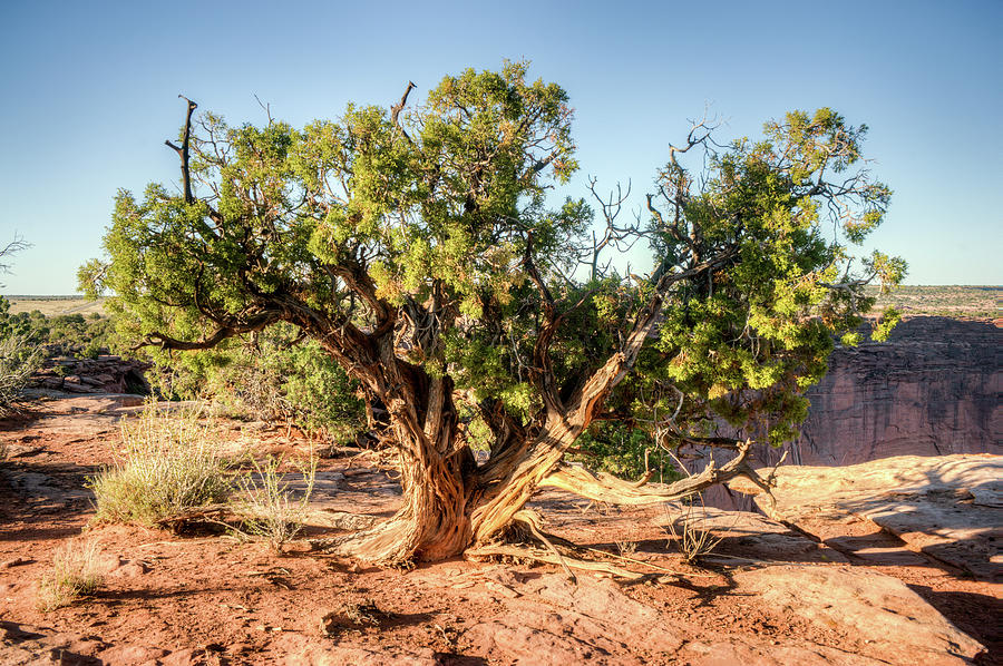 Lone Juniper Tree in Desert Photograph by Douglas Barnett