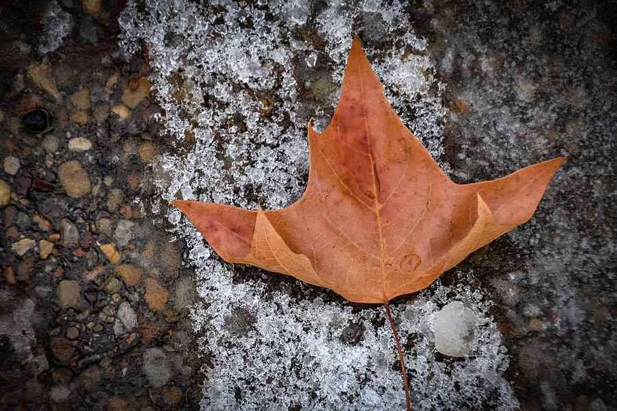 Lone Leaf Photograph by Michelle Wittensoldner