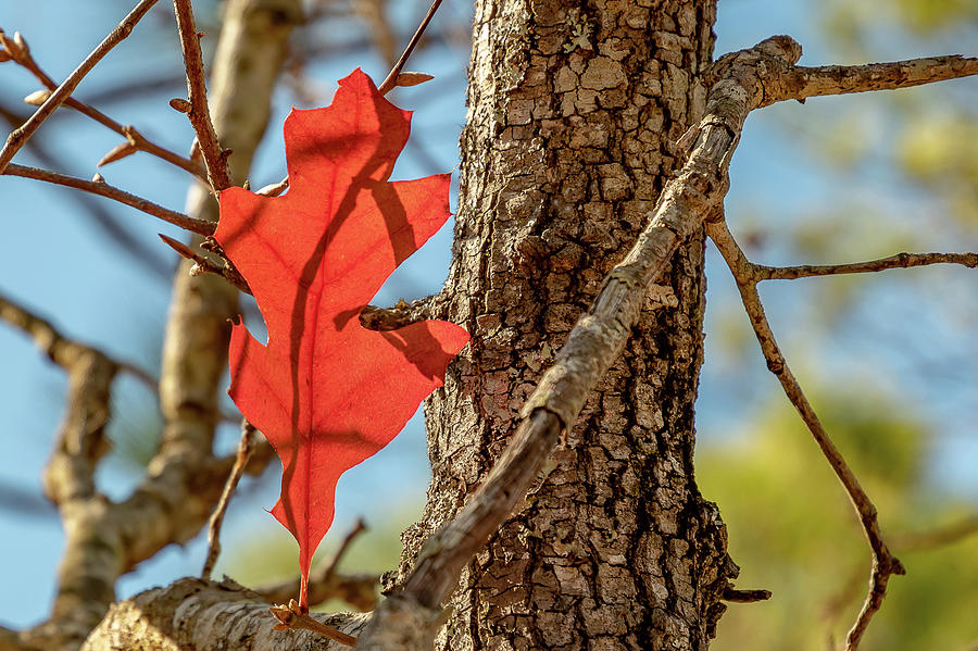 Lone Leaf by Ree Reid Lone Leaf by Ree Reid