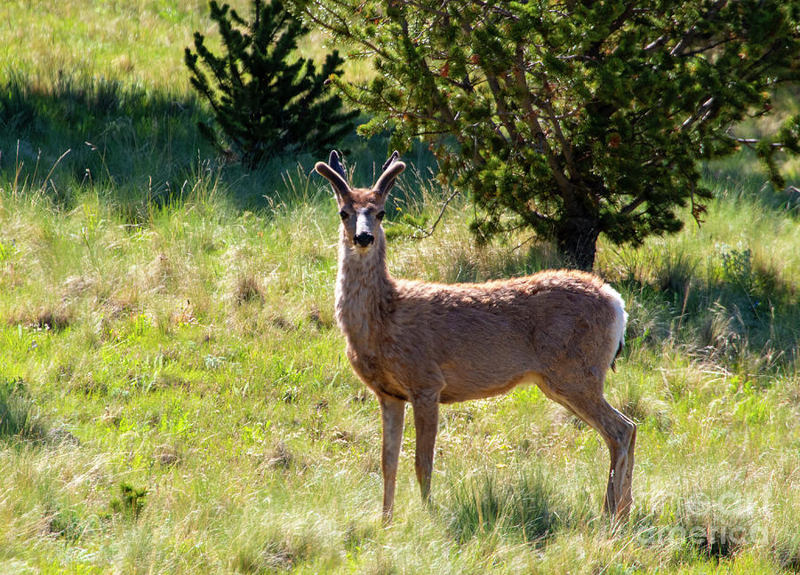 Lone Mule Deer Buck Photograph