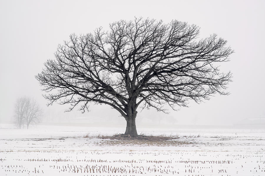Lone Oak in Winter Fog near Stoughton WI Photograph by Peter Herman