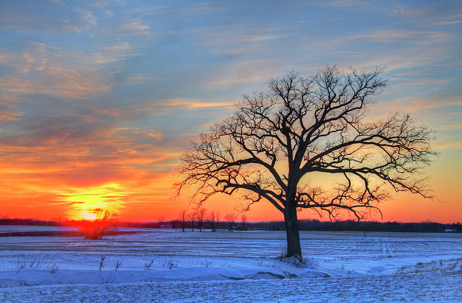 Lone Oak Tree In Winter Field During Photograph by Matt Champlin