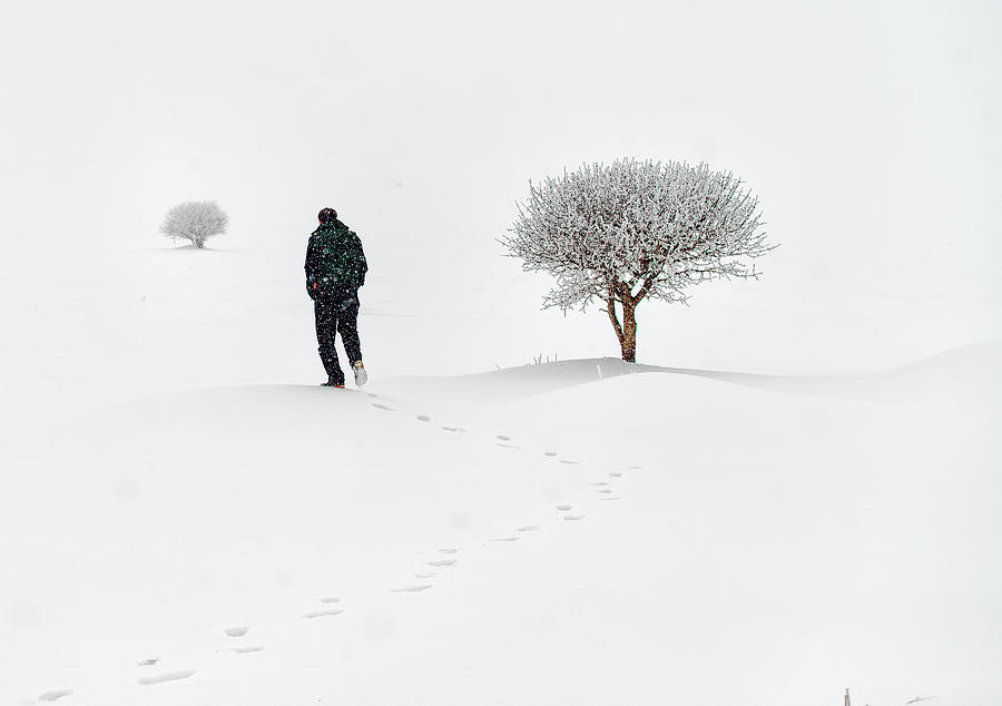 Lone On Snow Photograph by Cem