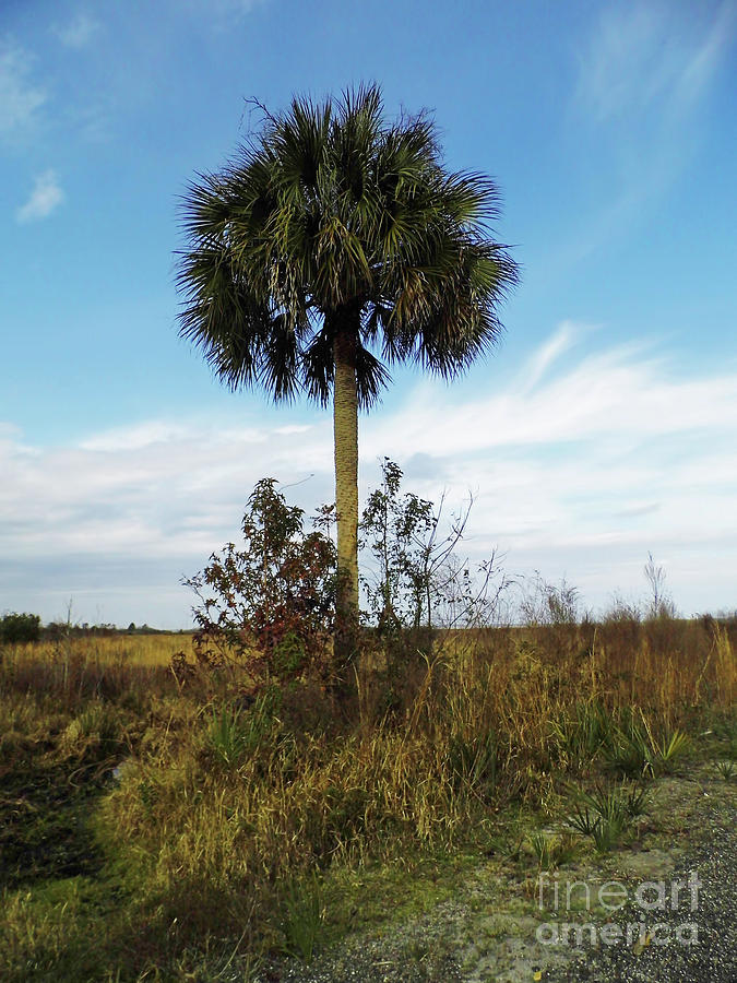 Lone Palm On The Prairie Photograph by D Hackett