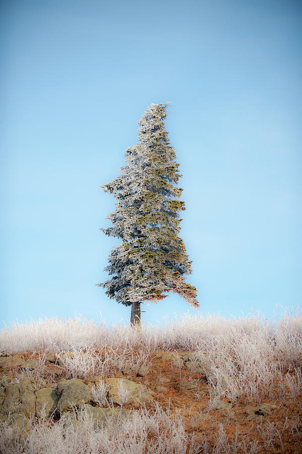 Lone Pine with Hoarfrost Photograph by Mark Duehmig
