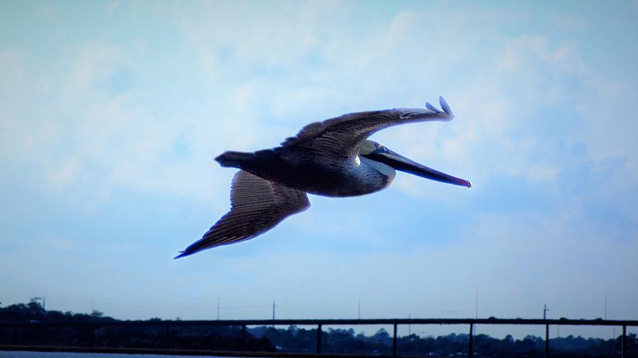Lone Pelican by Bob Mullins Lone Pelican by Bob Mullins