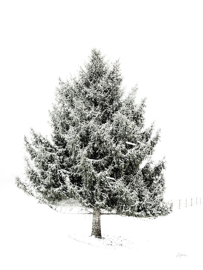 Tree Photograph - Lone Pine by Aledanda