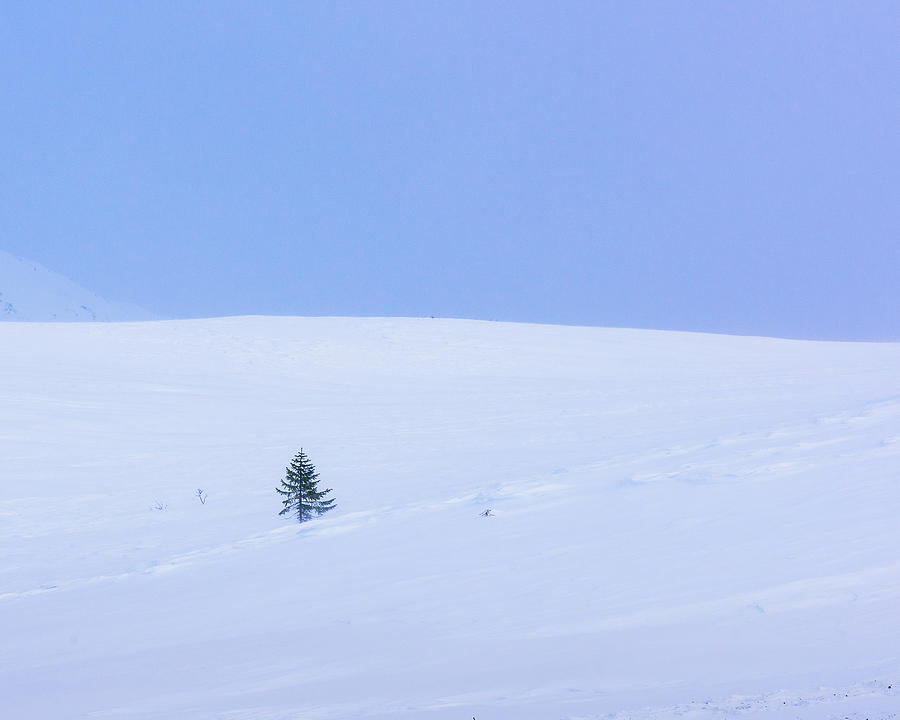 Winter Photograph - Lone Pine by Brenda Petrella Photography Llc