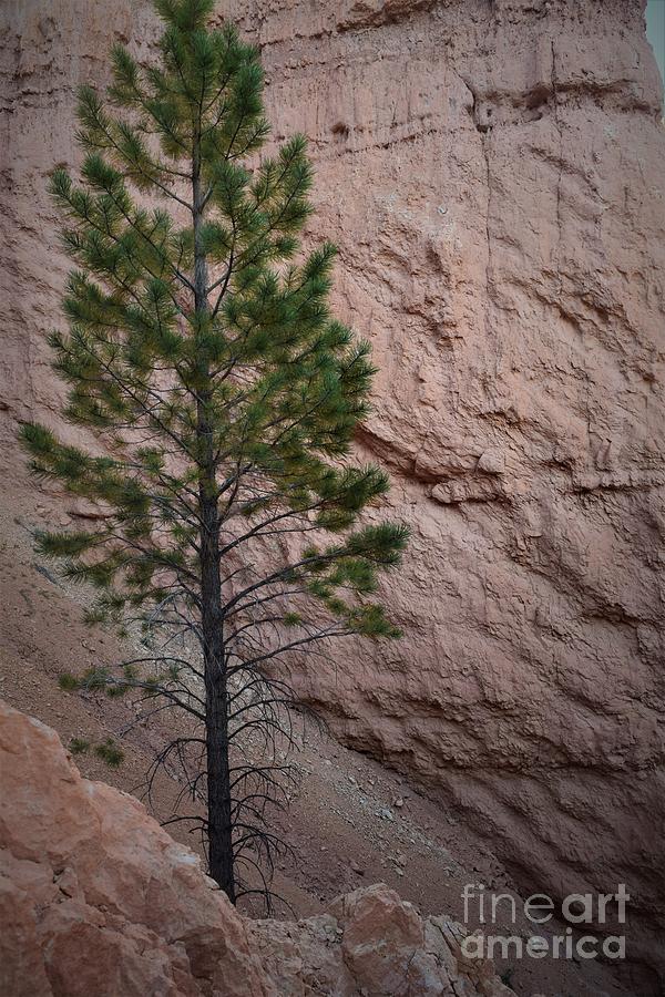 Lone Pine Bryce Canyon Photograph by Leslie M Browning