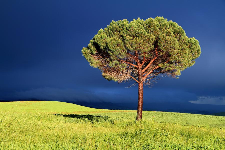 Lone Pine Tree Between Sun And Storm Photograph by © Jan Zwilling
