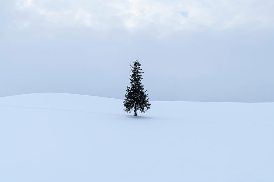 Lone Pine Tree In The Snow, Biei, Hokkaido, Japan Photograph by Cavan ...