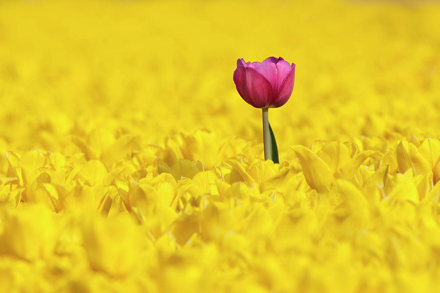 Lone Pink Tulip In A Sea Of Yellow Photograph by Toos