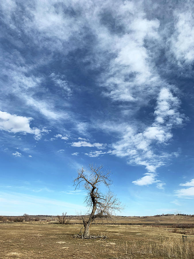 Lone Prairie Tree Photograph