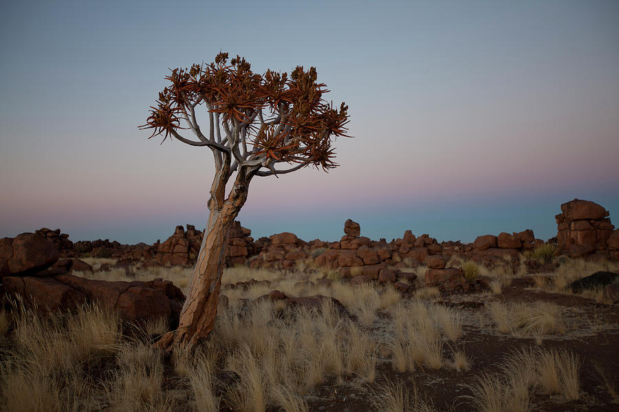 Lone Quiver Tree Amongst Dolerite Rocks Photograph by Anthony Grote