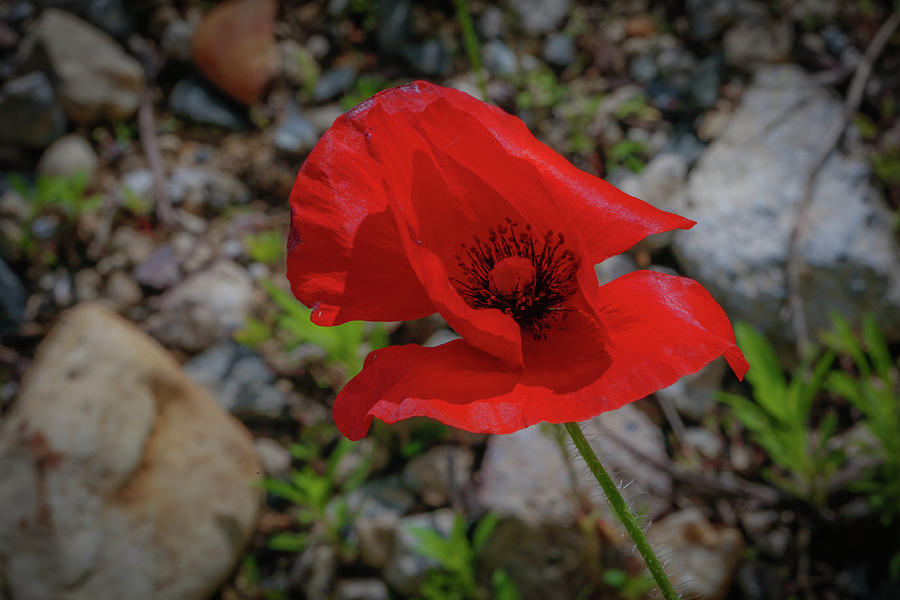 Lone Red Flower Photograph by Lora J Wilson
