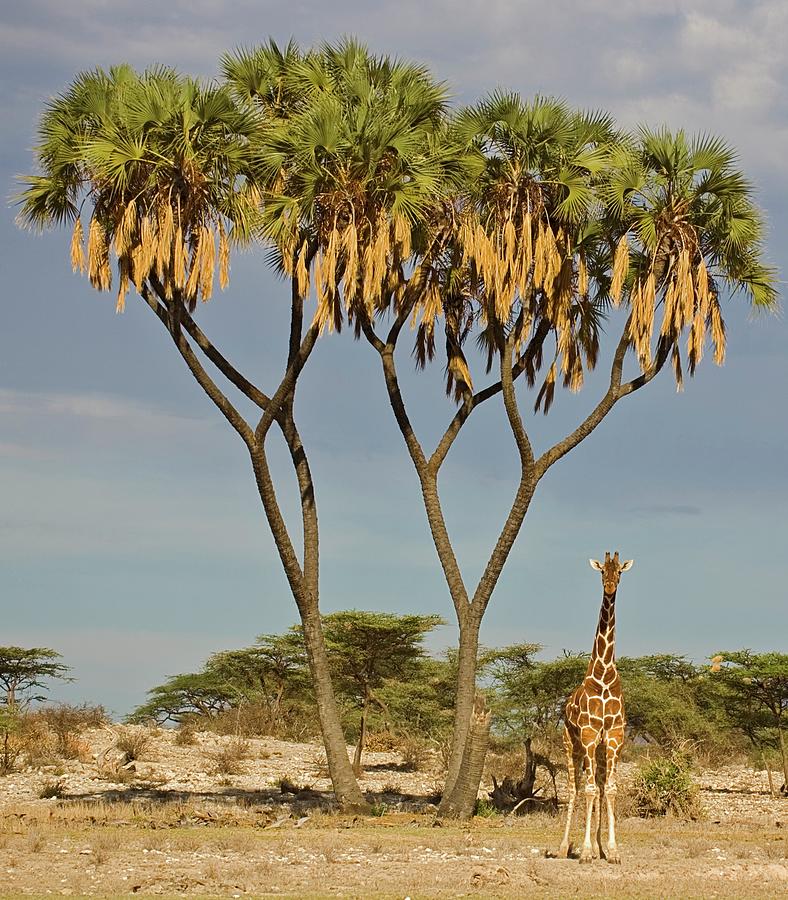 Lone Reticulated Giraffe Giraffa Photograph by Daryl Balfour