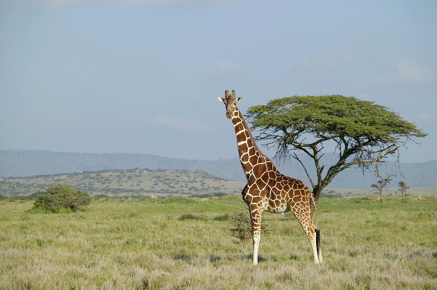Lone Reticulated Giraffe Girafffa Photograph by Martin Harvey