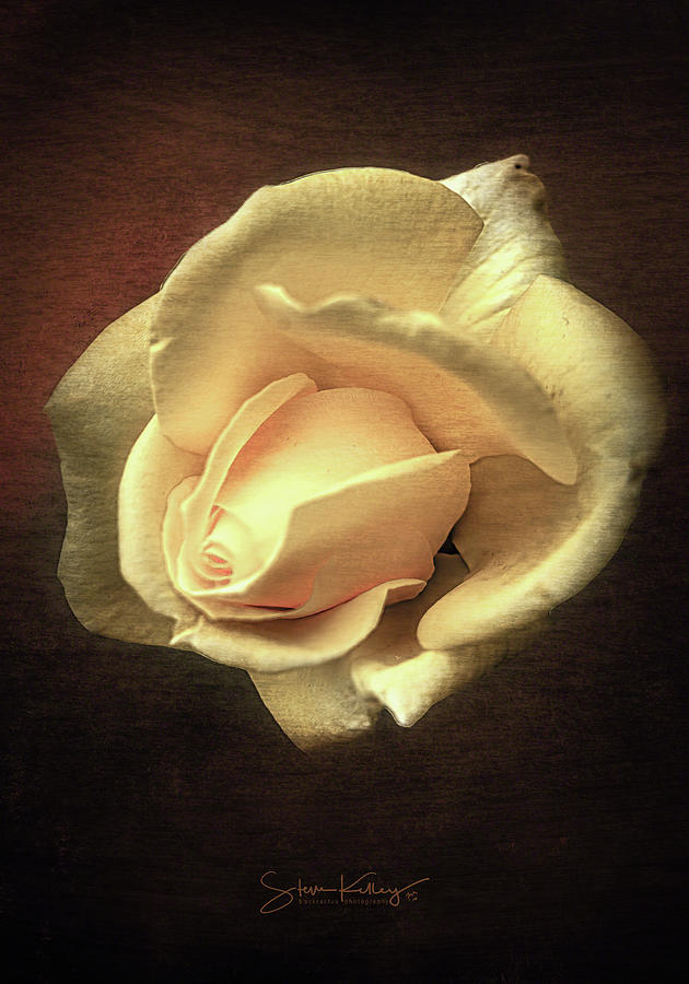Lone Rose by Steve Kelley Lone Rose by Steve Kelley