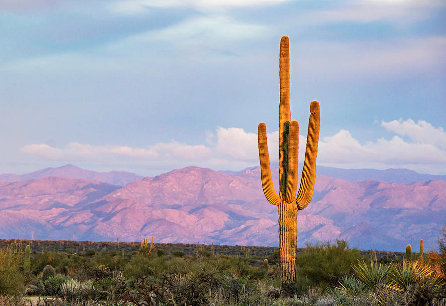 Lone Saguaro cactus with mountains in background Photograph by Ray ...
