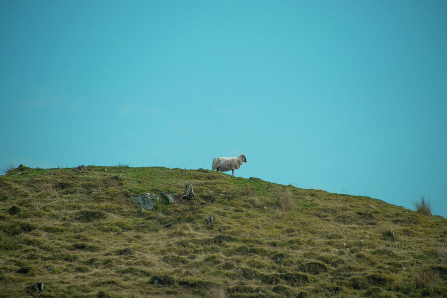 Lone Scotish Sheep Photograph by Bill Cannon
