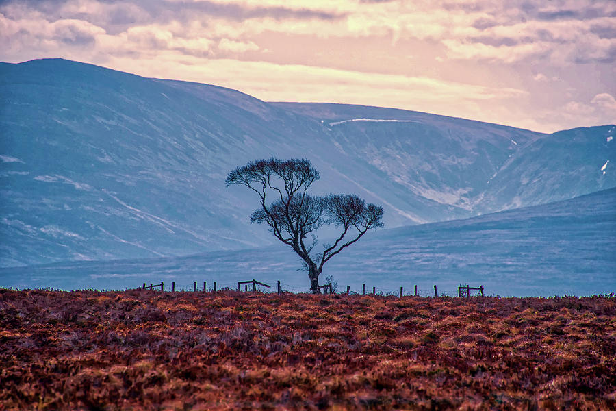 Lone Scottish Highland Tree in HDR Photograph by Bill Cannon