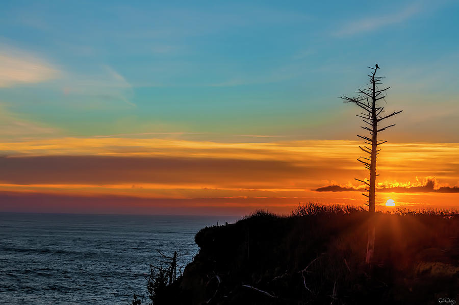 Lone Snag at Sunset Photograph by Dee Browning