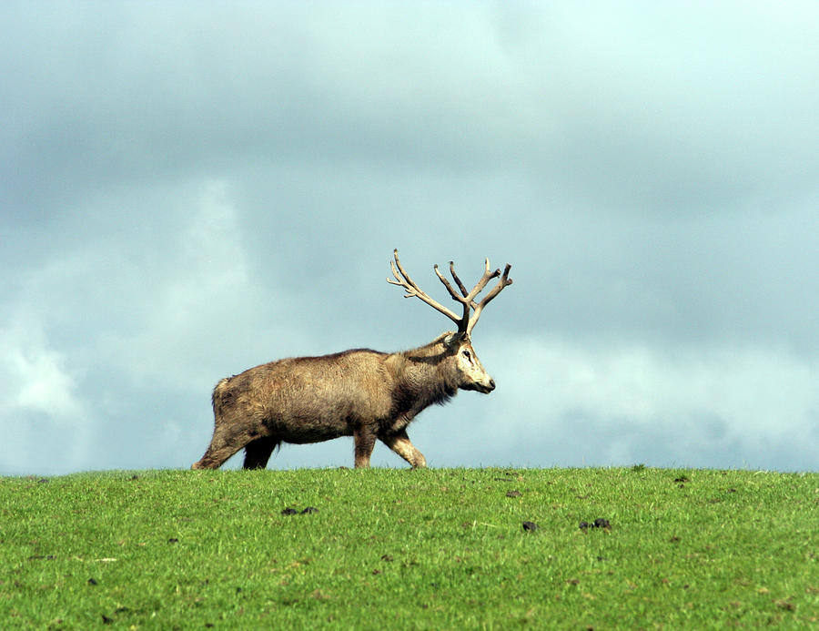 Lone Stag Photograph by Theresa Elvin