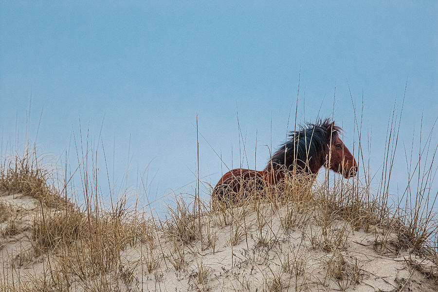 Lone Stallion by Pete Federico Lone Stallion by Pete Federico