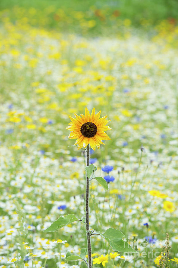  Lone Sunflower in a Wildflower Meadow Photograph by Tim Gainey