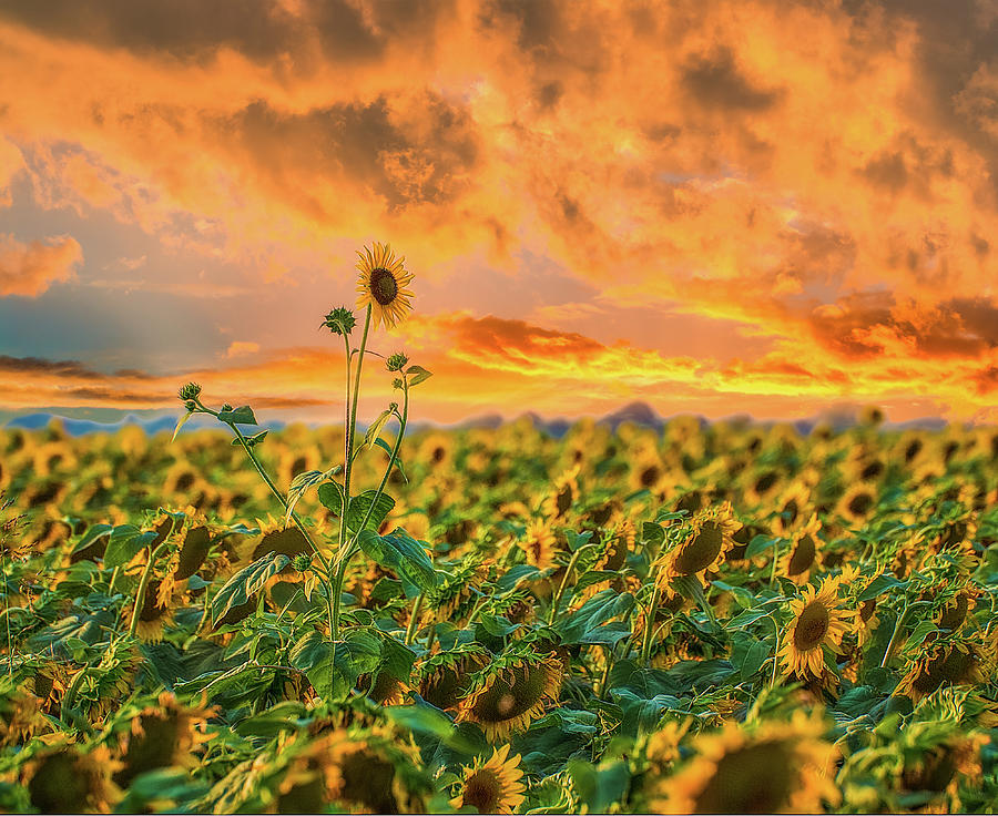 Lone Sunflower On Sunset Background Photograph by Vivida Photo PC