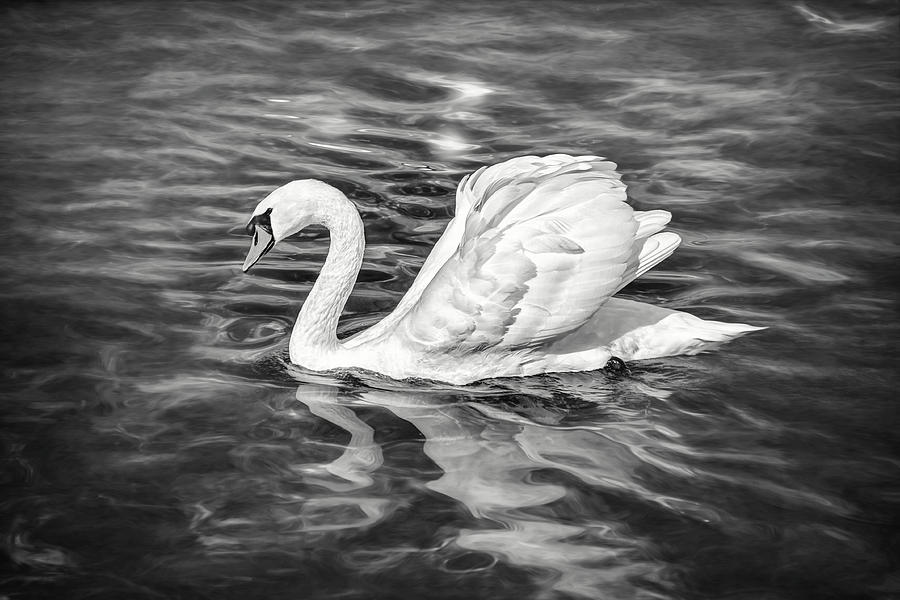 Lone Swan Lake Geneva Switzerland in Black and White Photograph by Carol Japp