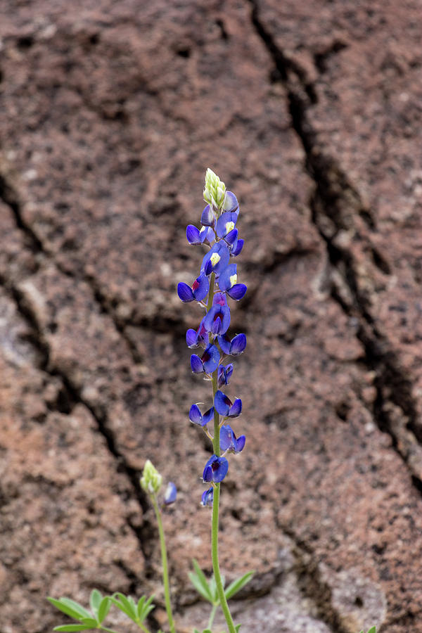 Lone Texas Bluebonnet Photograph by Renny Spencer