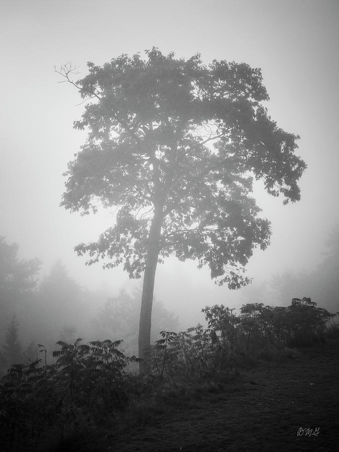 Lone Tree and Fog BW Photograph by David Gordon