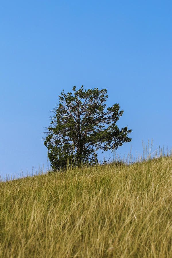 Lone Tree at Buck Hill Photograph by Joe Kopp