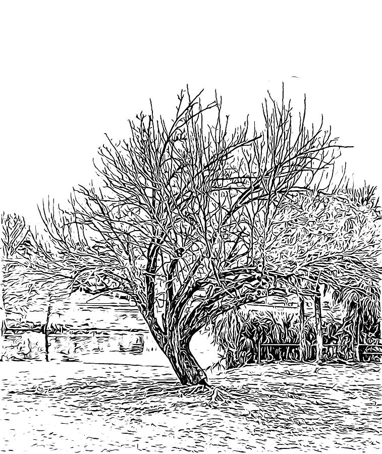 Tree Digital Art - Lone tree at Langan Park in Black and White by Marian Bell