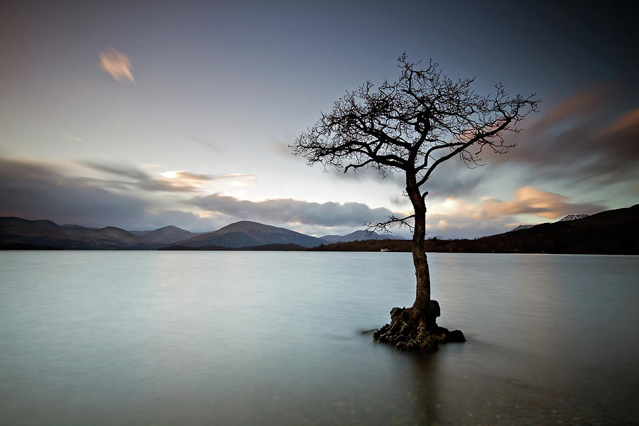 Lone Tree At Loch Lomond After Sunset Photograph by Gareth Paxton