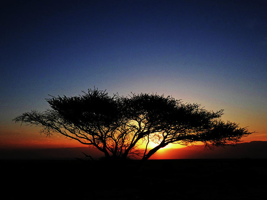 Lone Acacia Tree at Sunrise Photograph by Alan Socolik