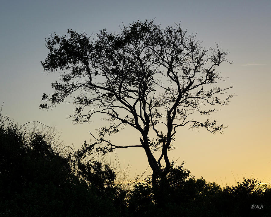 Lone Tree at Sunset Color Photograph by David Gordon