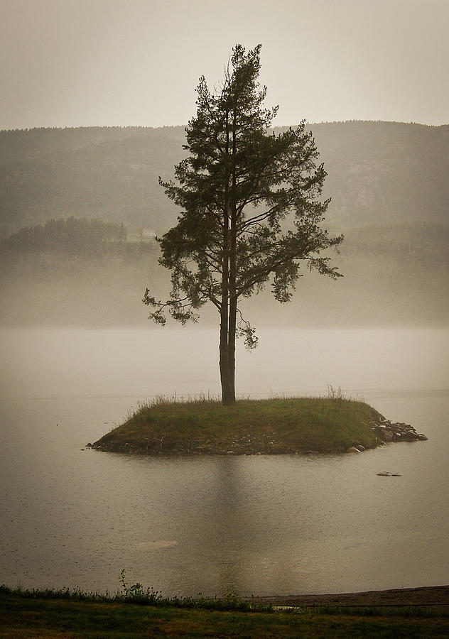Lone Tree At The Little Island Photograph by Ingunn B. Haslekaas