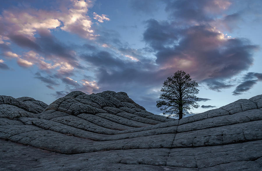 Lone tree at White pocket Photograph by Philip Cho - Fine Art America