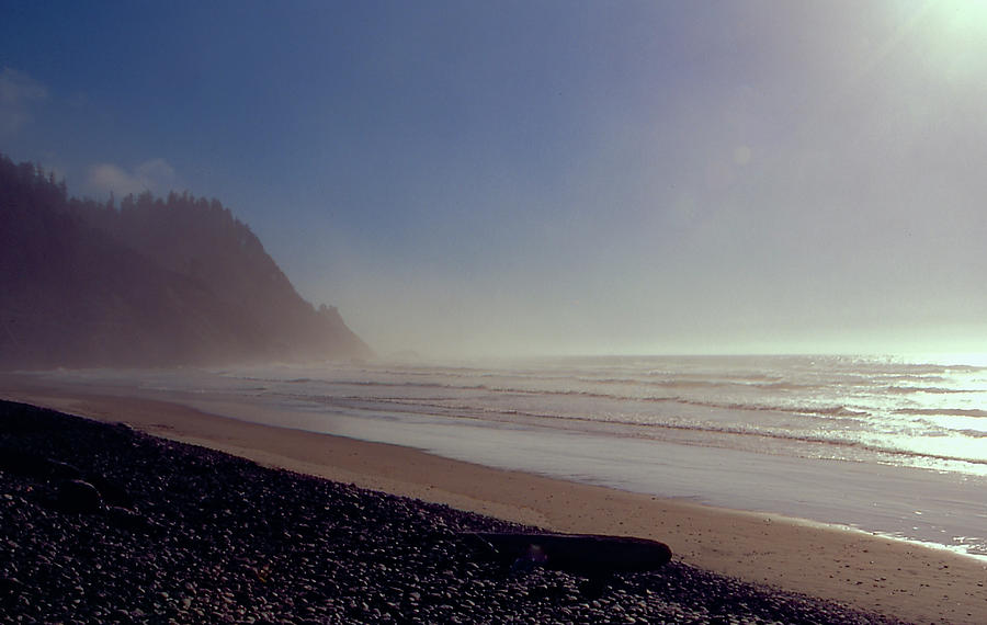 Lone Tree Beach in Oregon on a Misty Morning Photograph by S Katz