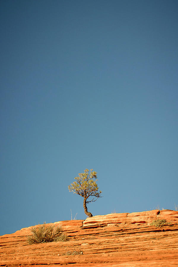 Lone Tree Big Sky Photograph by Adam Romanowicz