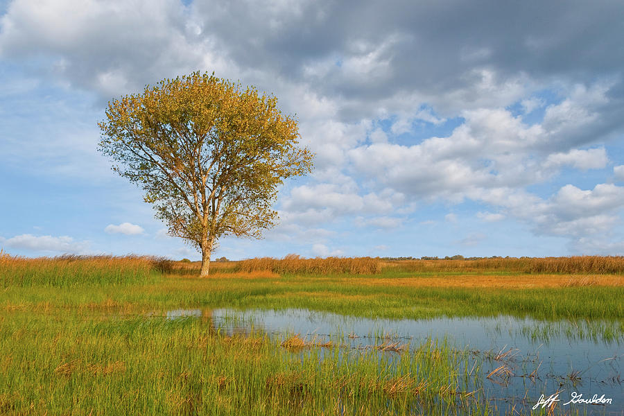 Lone Tree by a Wetland by Jeff Goulden Lone Tree by a Wetland by Jeff Goulden